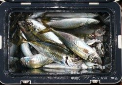 香住にて良型アジの釣果