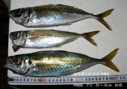 香住にて良型アジの釣果