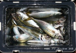香住にて良型アジの釣果