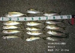 柴山にてアジ27～37㎝の良型をキャッチ