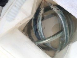 富田の浜にてサヨリの釣果