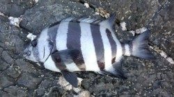 日置地磯　フカセにてイシダイの釣果