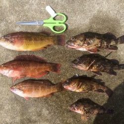 田辺　文里でガシラ