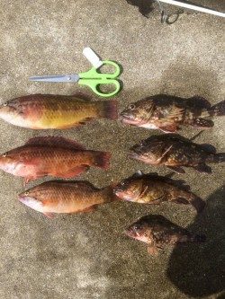 田辺　文里でガシラ