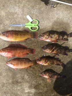 田辺　文里でガシラ