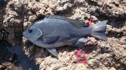 樫野にて35cm級のグレ3枚