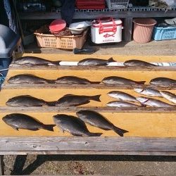 萩尾の磯でのフカセグレ釣果