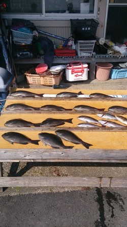 萩尾の磯でのフカセグレ釣果