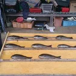 【24日】萩尾の磯グレ、水温上昇で喰い上向きです☆