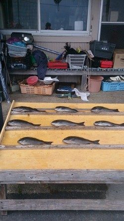 【24日】萩尾の磯グレ、水温上昇で喰い上向きです☆