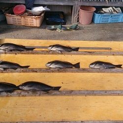 渡船を利用してのオキアミフカセ　グレ好釣！