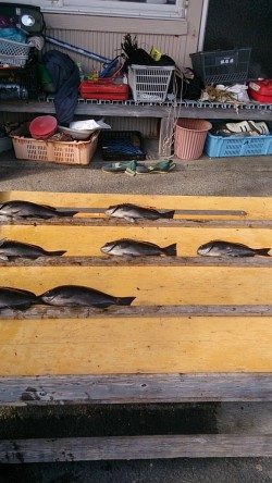 渡船を利用してのオキアミフカセ　グレ好釣！