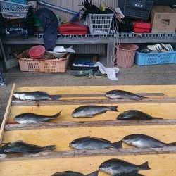 【24日】萩尾の磯グレ、水温上昇で喰い上向きです☆