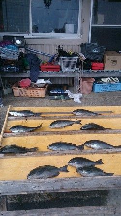 【24日】萩尾の磯グレ、水温上昇で喰い上向きです☆