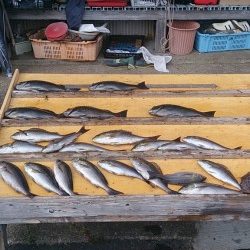 【24日】萩尾の磯グレ、水温上昇で喰い上向きです☆