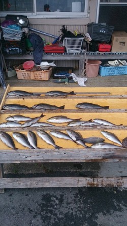 【24日】萩尾の磯グレ、水温上昇で喰い上向…