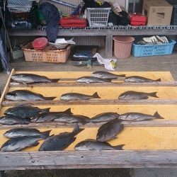 萩尾の磯でのグレ釣果　大平瀬で18尾、大イナヤで40cmなど