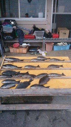 萩尾の磯でのグレ釣果　大平瀬で18尾、大イナヤで40cmなど