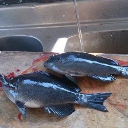 串本萩尾の磯でのグレ釣果
