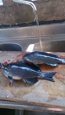 串本萩尾の磯でのグレ釣果