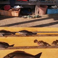 串本萩尾の磯でのグレ釣果