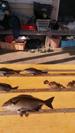 串本萩尾の磯でのグレ釣果