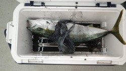 椿　ヤエンでアオリ　ジグでメジロ