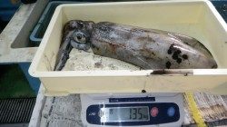 椿　ヤエンでアオリ　ジグでメジロ