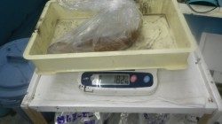 日置にてアオリイカ1820gを頭に4杯で3220g