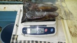 すさみでのエギング釣果