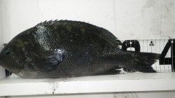 江須崎でフカセ釣り　グレ38cmまでを5枚と35cmのイサギ