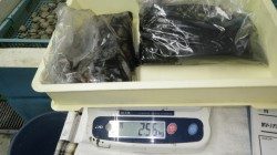 江住にてエギング　アオリイカいい感じでした♫