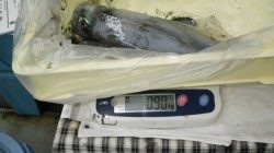 椿にてヤエンでアオリイカ0.9キロまで4杯