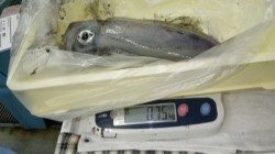 椿にてヤエンでアオリイカ0.9キロまで4杯