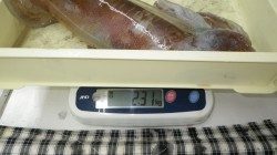 すさみ地磯でヤエン　アオリイカ2310ｇ！