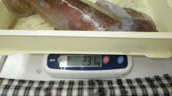 すさみ地磯でヤエン　アオリイカ2310ｇ！…
