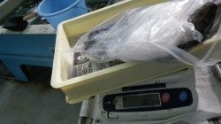 周参見にてヤエンでゲット  アオリイカ最大1.85ｋｇ、３杯で3830ｇ