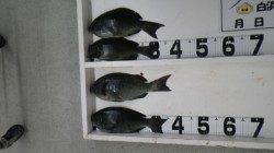 田並にて紀州釣りでグレの釣果