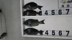 田並にて紀州釣りでグレの釣果