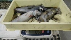 志原地磯でアオリイカの釣果