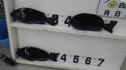 口和深の沖磯・トヤにてグレの釣果