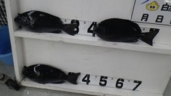 口和深の沖磯・トヤにてグレの釣果