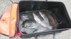 伊古木セシマでのグレ大漁でした☆