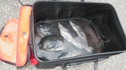 伊古木セシマでのグレ大漁でした☆