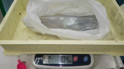 見草でキロUPアオリイカ、エギでの釣果です…