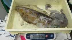 見老津地磯にてヤエン釣りでアオリイカ1750g★