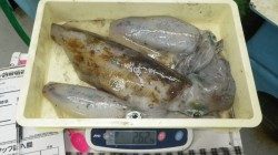 見老津地磯にてヤエン釣りでアオリイカ1750g★
