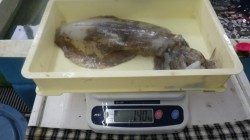 すさみにてヤエン釣り　1キロ越えのアオリイカ