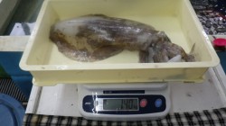 すさみにてヤエン釣り　1キロ越えのアオリイ…