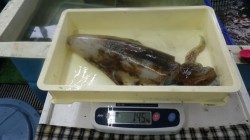 すさみにてヤエン釣り　1キロ越えのアオリイカ